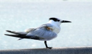 SandwichTern @Florida Keys 1jan08 LAH 972