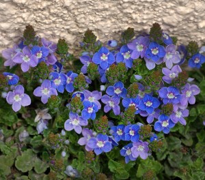 Veronica liwanensis_Turkish Speedwell_DBG_20100417_LAH_2769