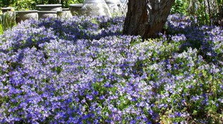 Veronica pectinata in garden