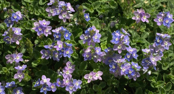 Veronica 'Reavis'_Crystal River Veronica_XG-CoSpgsCO_LAH_9656