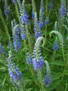 Veronica spicata