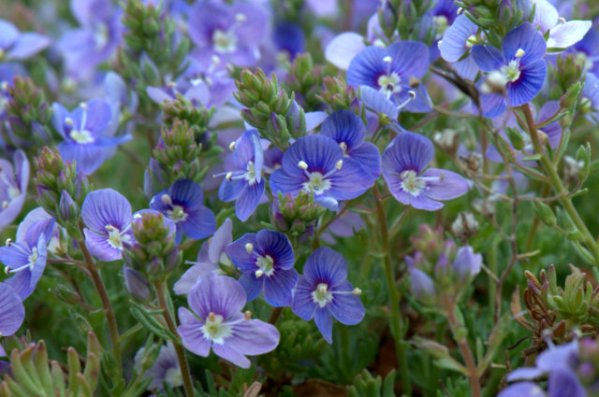 Veronica_XG_LAH_1979