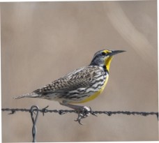 Western Meadowlark_PuebloSWA-CO_LAH_1244