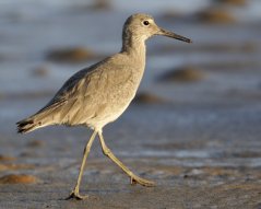 Willet_Morro Bay-CA_LAH_f7368