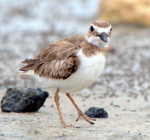 Wilson's Plover_CaboRojoNWR-PR_20100527_PLH_5044
