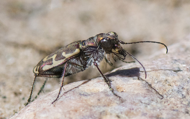 Bronzed Tiger Beetle_LakePuebloSP-CO_LAH_1733