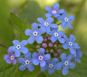 Brunnera macrophylla_Siberian Bugloss_DBG-CO_LAH_4153