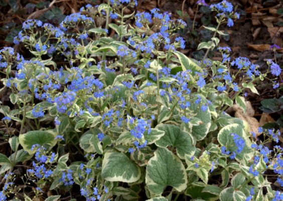 Brunnera macrophylla_Siberian Bugloss_DBG_20100417_LAH_3120