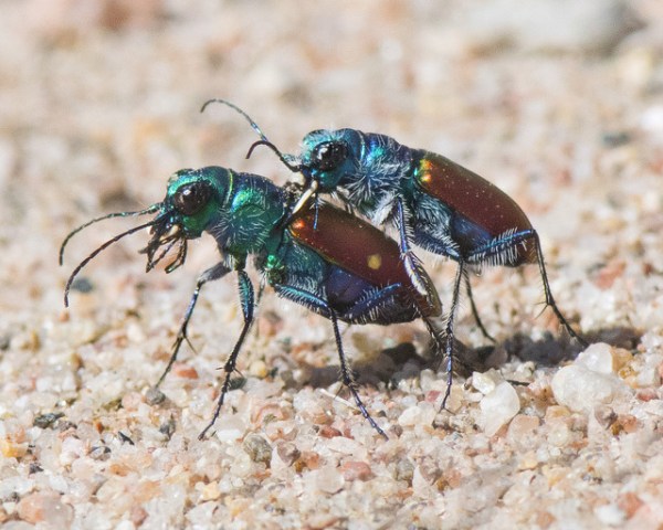 Festive Tiger Beetle_LakePuebloSP-CO_LAH_1444