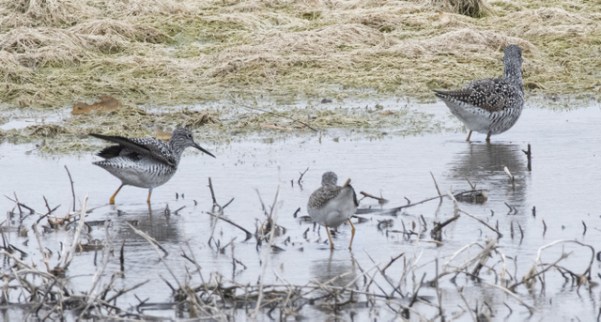 Greater &amp; Lesser Yellowlegs_ChicoBasinRanch_LAH_2147r