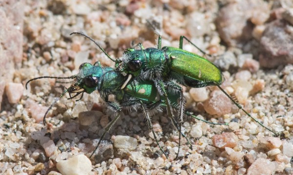 Green Claybank Tiger Beetle_LakePuebloSP-CO_LAH_1612r
