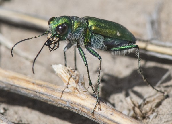 Green Claybank Tiger Beetle_LakePuebloSP-CO_LAH_1788r