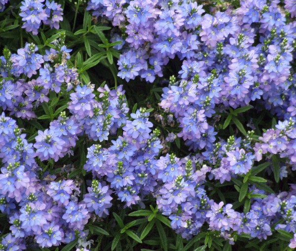 Veronica prostrata@DBG 2008jun26 LAH 001.JPG