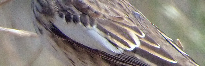 05_Lincoln Co-CO_LAH_6325f