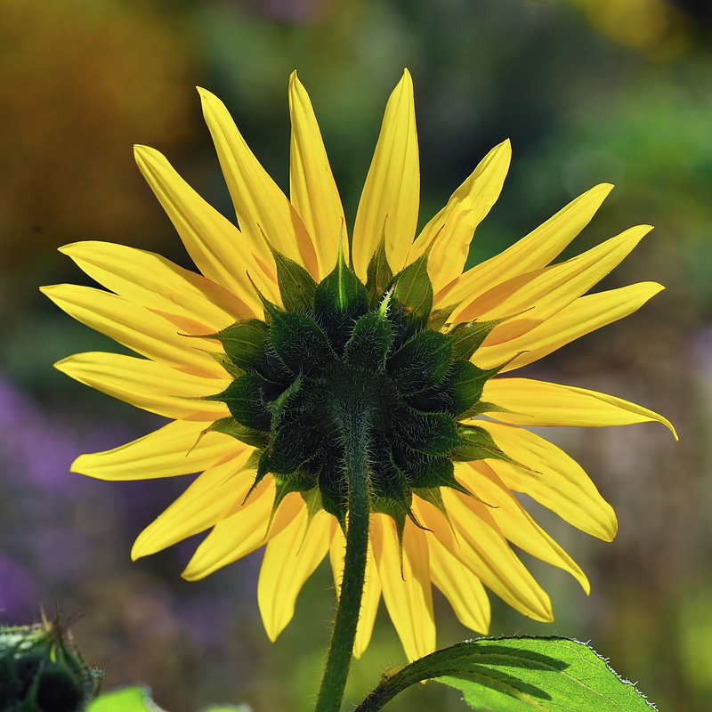 5.25 x 5.25 Sunflower_5104