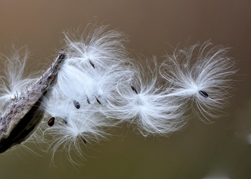 Asclepias syriaca_Milkweed_FCNC-CO_LAH_1029.jpg
