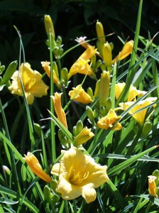 Hemerocallis 'Sweet Pea' bloom