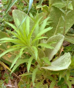 Horseweed_LAH_7591
