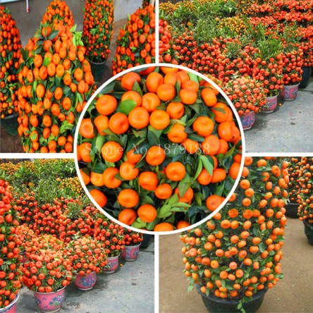 orange trees
