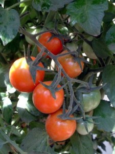 Tomatoes - cherry Sunsweet @home LAH