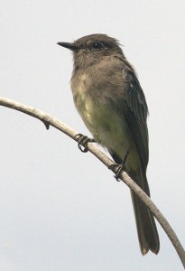 Western Wood-Pewee_EPC-CO_LAH_0210