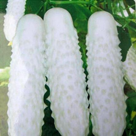 White_Cucumber_Seeds_grande_1d710e1e-e3aa-48f4-b824-2649024c453f_x700