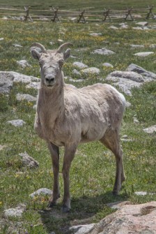 Bighorn Sheep_MtEvans-CO_LAH_5668