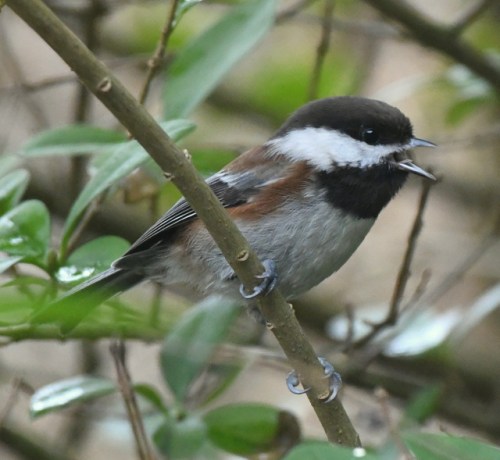 Chestnut-backed Chickadee_SnohomishCo-WA_LAH_4637