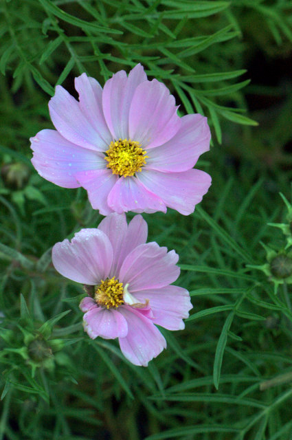 Captivating Cosmos – Mountain Plover