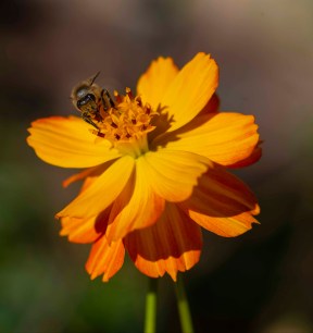 Cosmos sulphureus_DBG_LAH_3245
