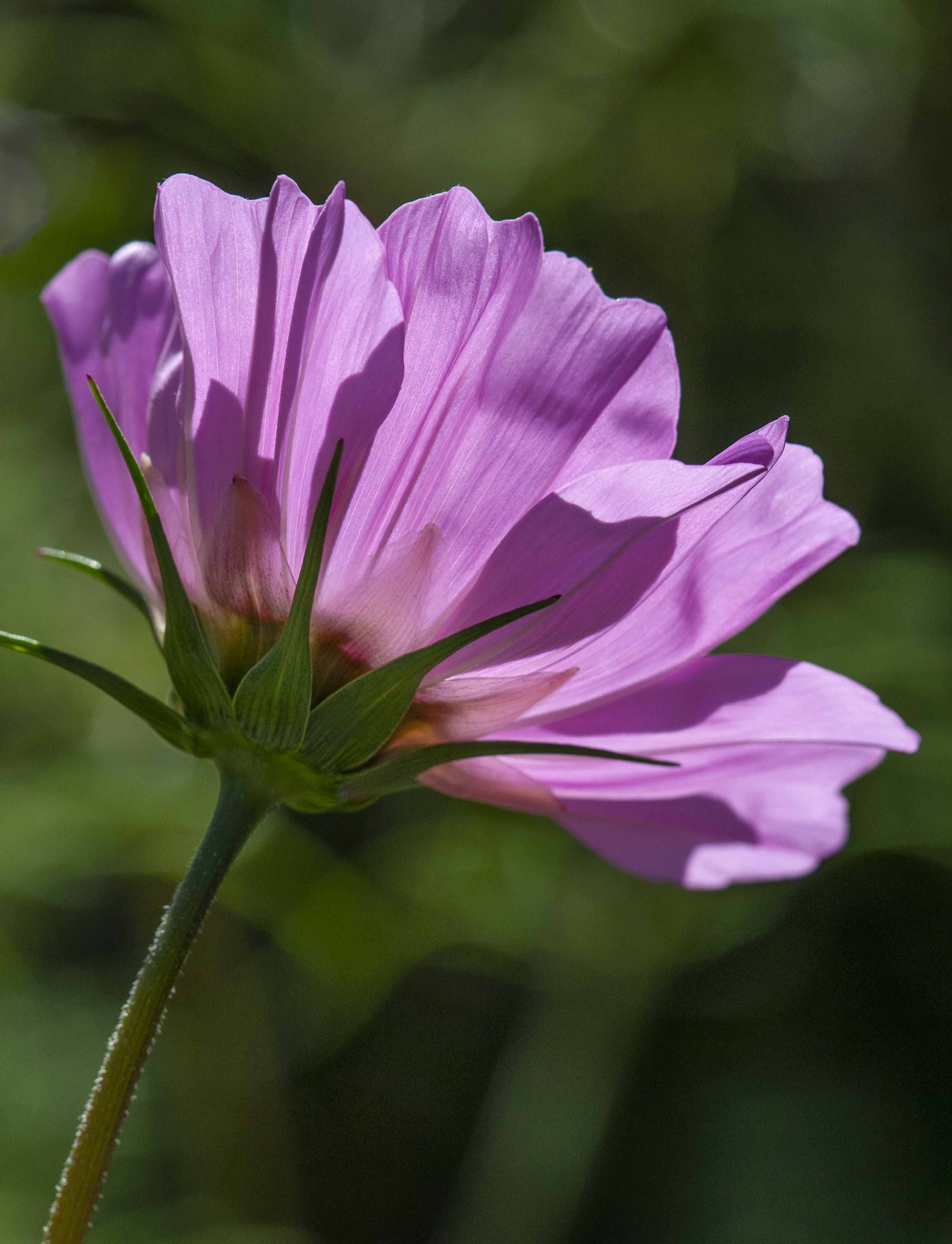 Captivating Cosmos – Mountain Plover