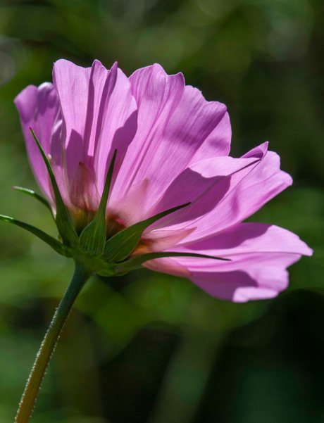 Cosmos_DBG_LAH_7489