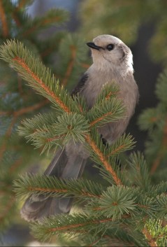 Gray Jay_StateForestSP-CO_LAH_6614