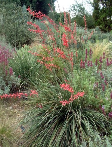 Hesperaloe parviflora - Red Yucca @DBG LAH 331r