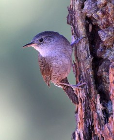 House Wren_ManitouLake-CO_LAH_4169