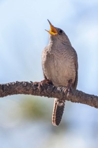 House Wren_ManitouLake-CO_LAH_4230r