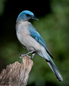 Mexican Jay_SantaRitaLodge-MaderaCynAZ_20100511_LAH_1661s