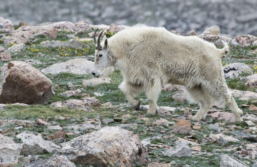 Mountain Goat_MtEvans-CO_LAH_5740