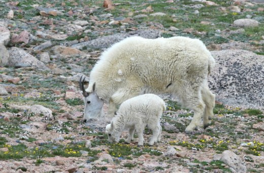 MtEvans-CO_LAH_5695-001