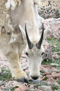 MtEvans-CO_LAH_5773-001