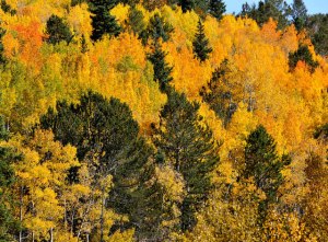 Populus tremuloides_Aspen_Hwy67-TellerCo-CO_LAH_3103