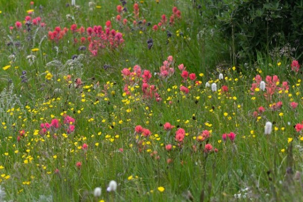 Wildflowers_GuanellaPass-CO_LAH_4845