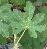 Alcea_Hollyhock leaf_DBG-CO_LAH_0006