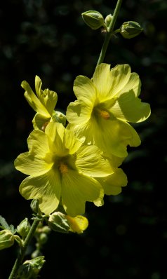 Alcea_Hollyhock_HAS Demo-ColoSpgs-CO_LAH_2134