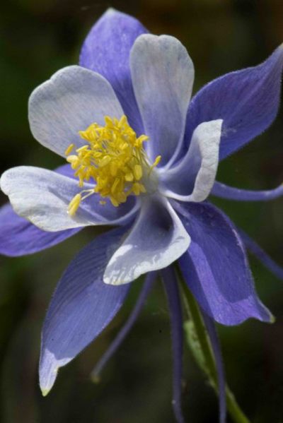 Aquilegia_Colorado Columbine_Emerald Valley-EPCo-CO_LAH_5416r