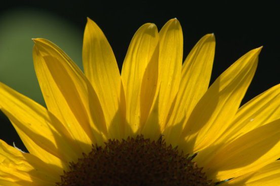 Helianthus annuus_Sunflower_DBG_LAH_6805