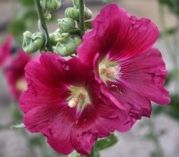Hollyhocks_4485NSF-COS-CO_LAH_7541-002