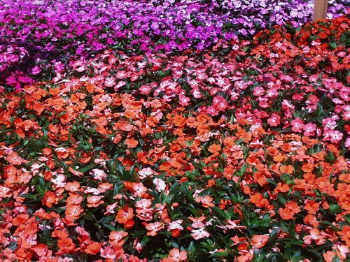 Impatiens trials@CSU jul02 LAH 2