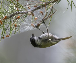 Mountain Chickadee_PineBeachPicnicArea-LakeGranby-CO_LAHr_6950
