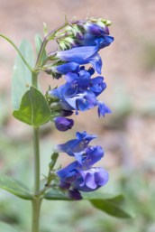 Penstemon_Emerald Valley-EPCo-CO_LAH_5467